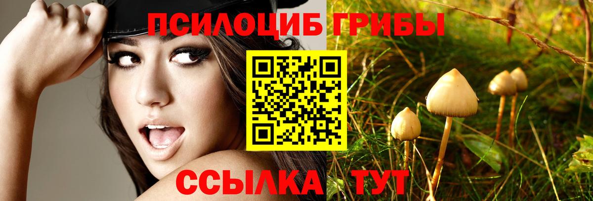 Псилоцибиновые грибы Psilocybe Калининград
